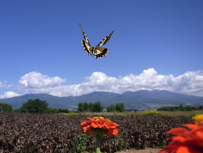 キアゲハの飛翔