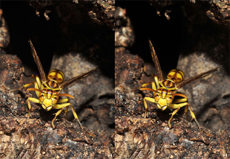 ムモンホソアシナガバチ（立体写真）