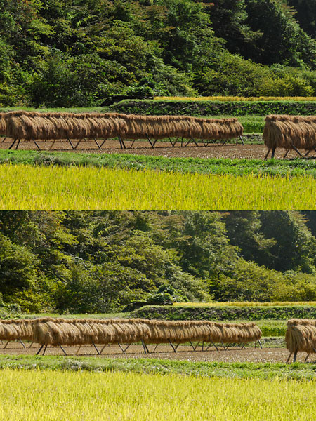 稲刈りの終わった田んぼ（GH1とD700）