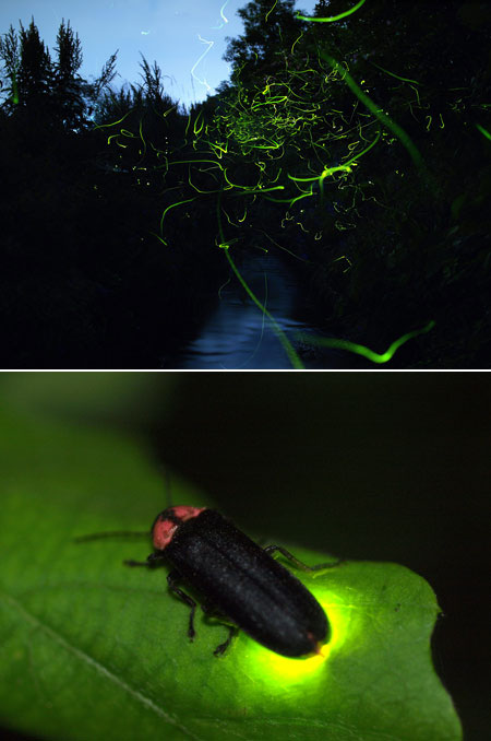 連載「日本昆虫記」10 光は愛の信号、ゲンジボタル