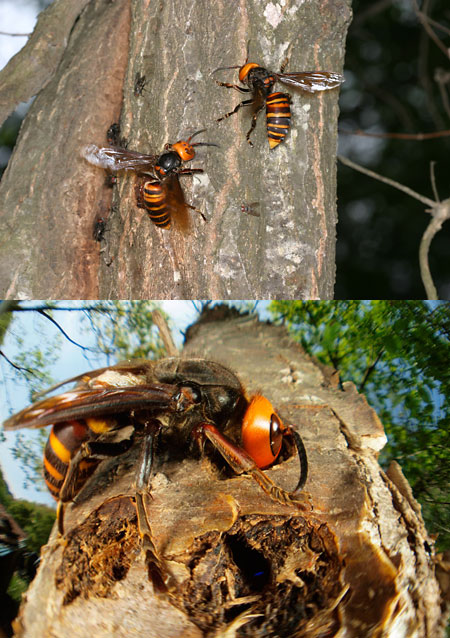 連載「日本昆虫記」23 世界一猛毒のスズメバチ