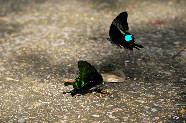 ルリモンアゲハ（Papilio paris）