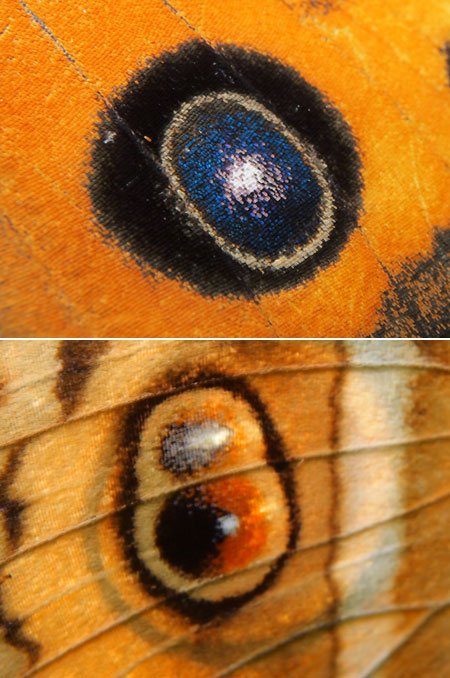 タテハモドキの翅の眼状紋