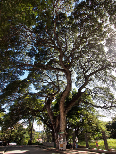 樹齢100年のアカシア