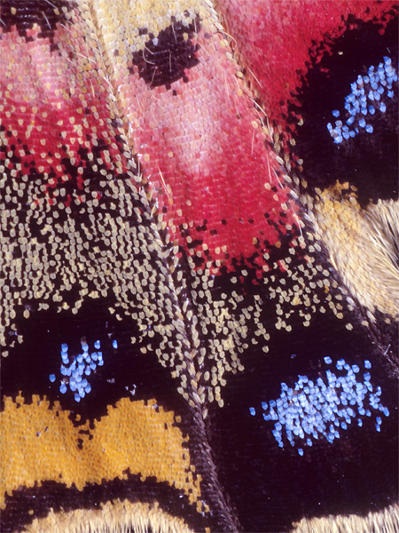ギフチョウの鱗粉