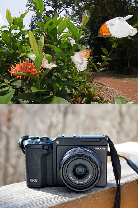 今年導入したカメラ（RICOH GXR  A12 28mm F2.5 ）