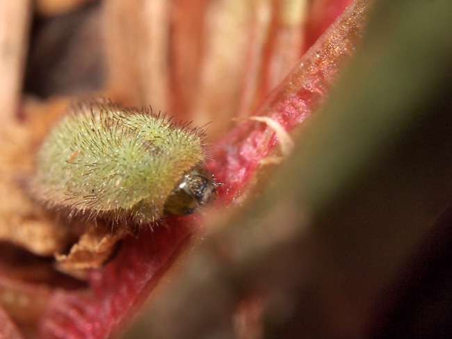 ベニシジミの幼虫の顔