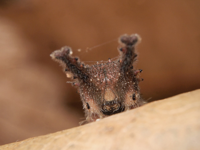 オオムラサキの幼虫の顔