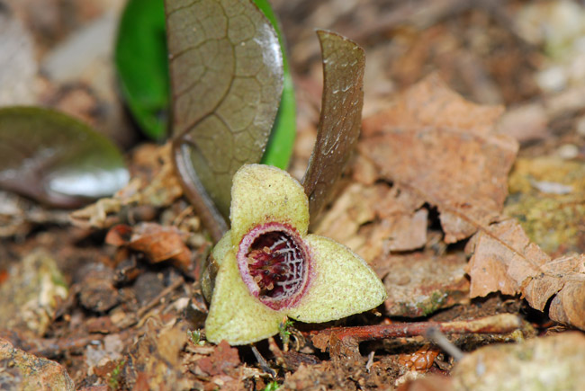 カンアオイの白い花 海野和男のデジタル昆虫記 緑のgoo