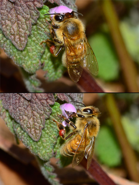 ヒメオドリコソウの蜜と花粉を集めるミツバチ
