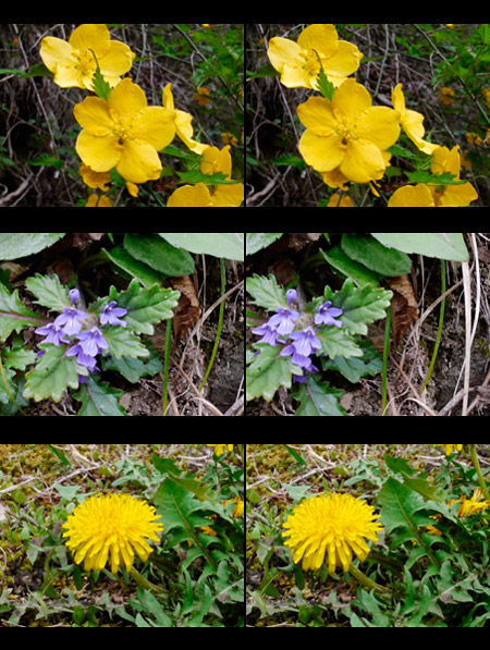 春の花、３D立体写真