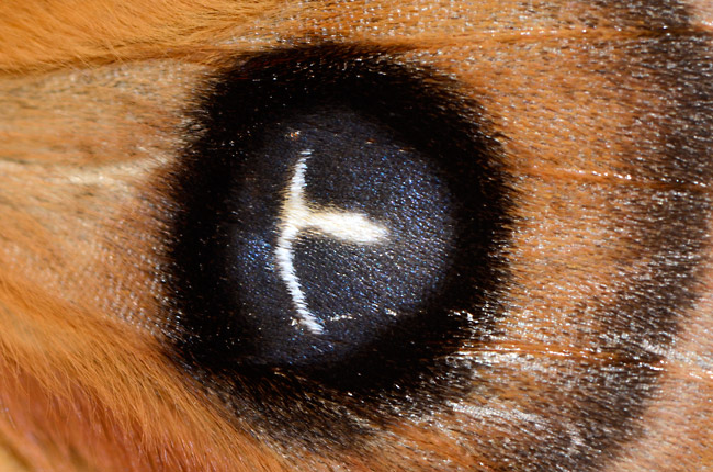 エゾヨツメの眼状紋に描かれた文字