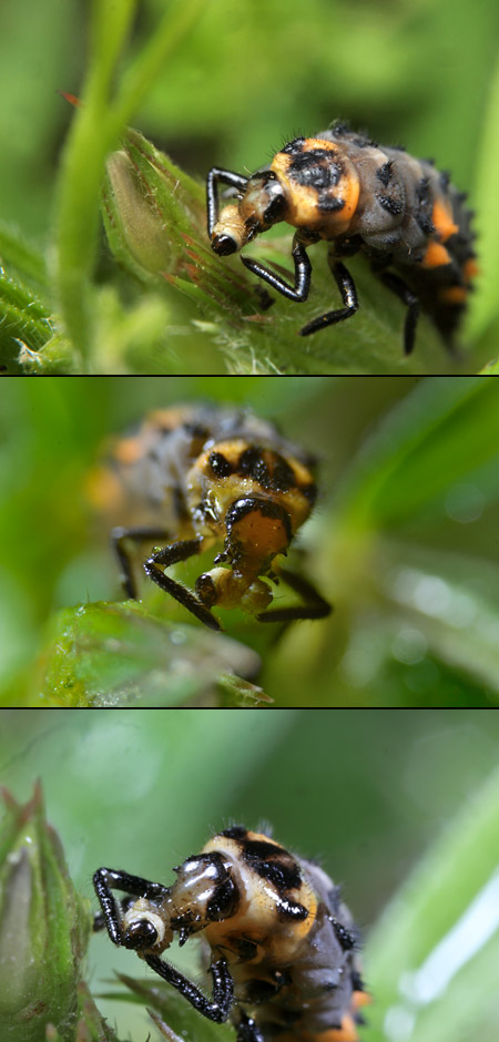 野外での高倍率撮影(アルファルファタコゾウムシの幼虫を食べるナナホシテントウの幼虫）
