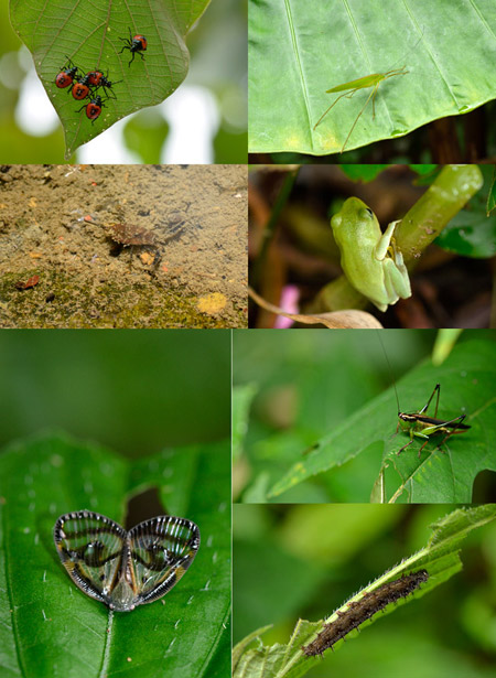 台北動物園の裏山の昆虫