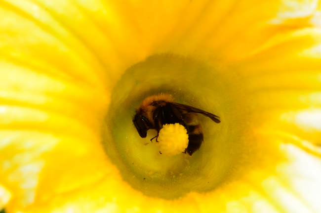 カボチャの花にマルハナバチ