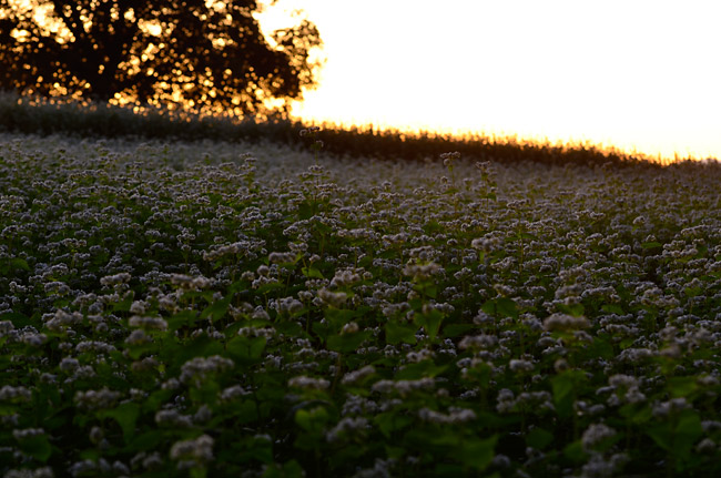 夕日に染まるソバ畑