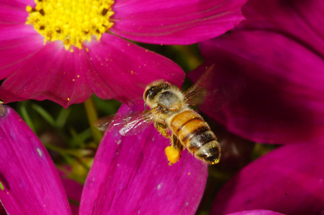 コスモスに飛来するミツバチ