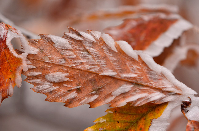 霧氷のついたコナラの葉