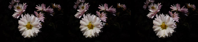 キクの花（３D立体写真）