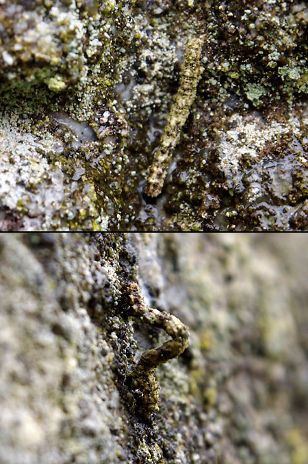 苔の生えた岩で冬を越すシャクガの幼虫