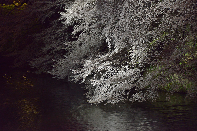 夜桜の撮り方
