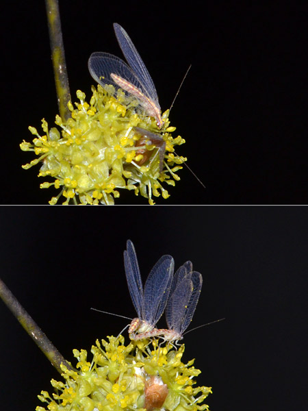 ダンコウバイの花で交尾するヤマトクサカゲロウ