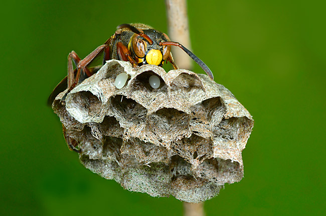 コアシナガバチの初期巣