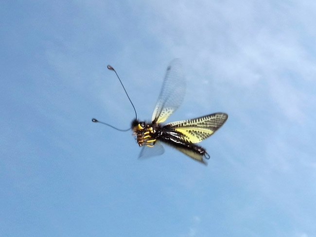空中で虫を捕まえたキバネツノトンボ