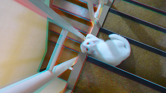 ネコのバニラのアナグリフ３D写真