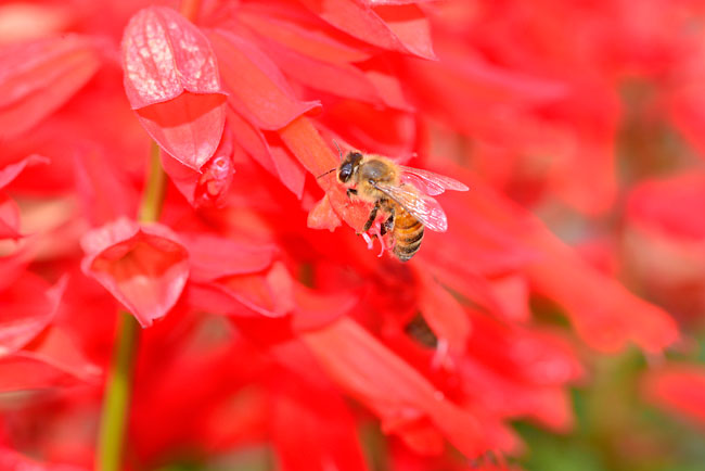 赤いサルビアとミツバチ