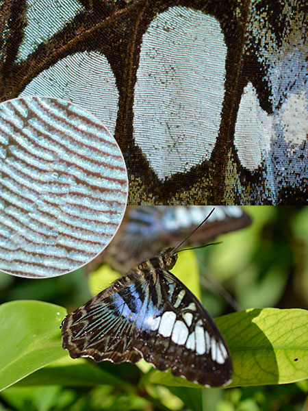 トラフタテハの鱗粉