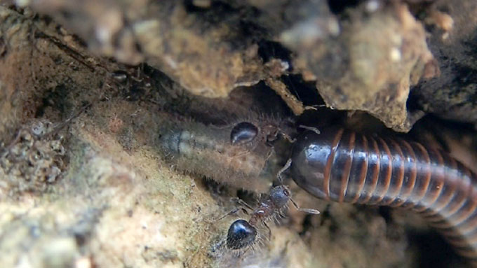 シジミチョウの幼虫を守るアリ