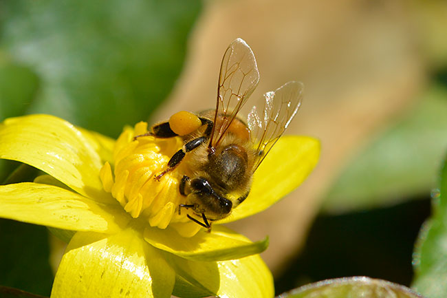 リュウキンカの花にミツバチ