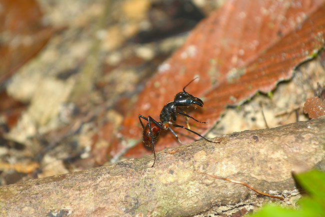 ギガスオオアリ（Giant Ant)