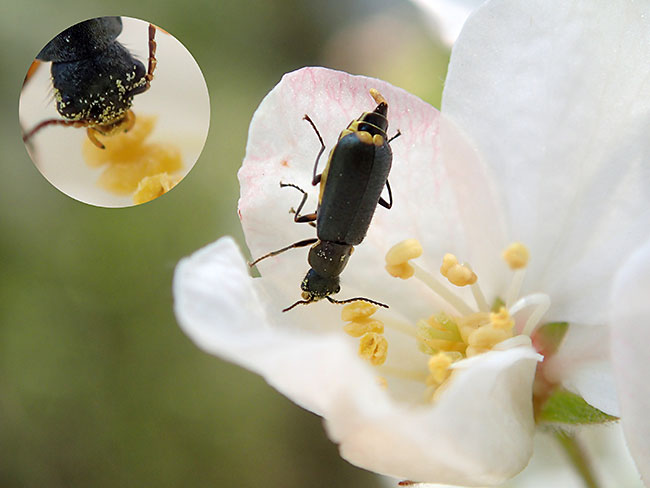 花粉を食べるツマキアオジョウカイモドキ