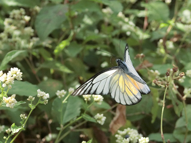 アカネゴマダラシロチョウの飛翔