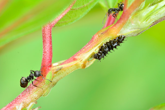 蟻と共生する幼虫