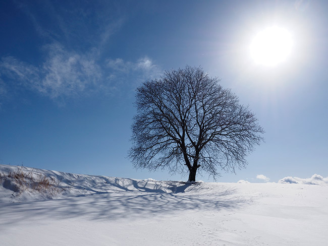 雪晴れのクルミの木