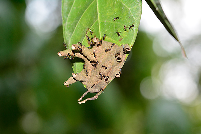 木の葉の裏のアリの巣