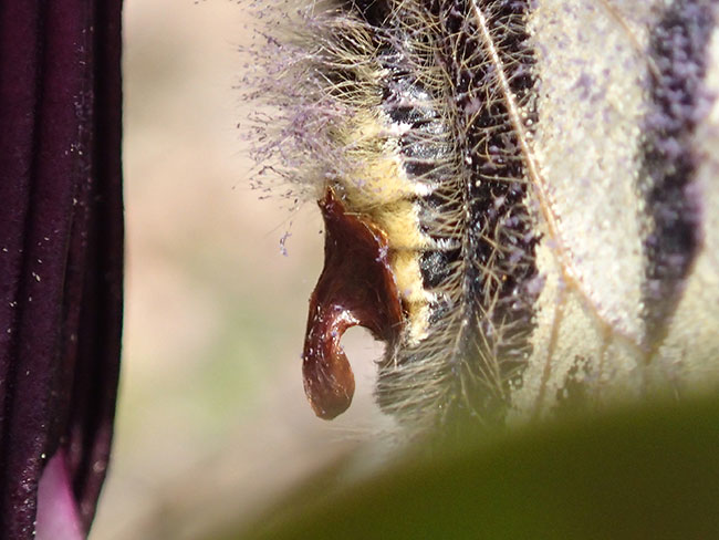 ヒメギフチョウの交尾嚢
