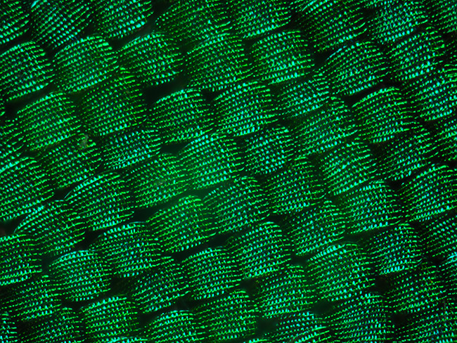 オビクジャクアゲハの鱗粉
