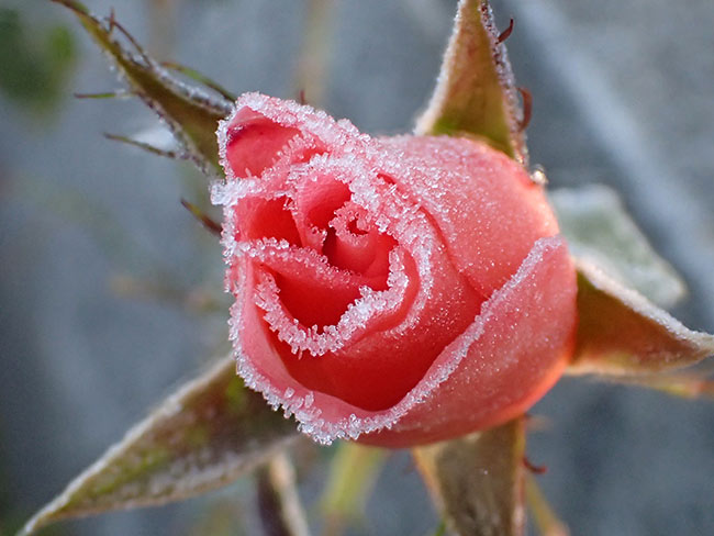 バラの花に霜