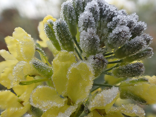 ブロッコリーの花に降りた霜