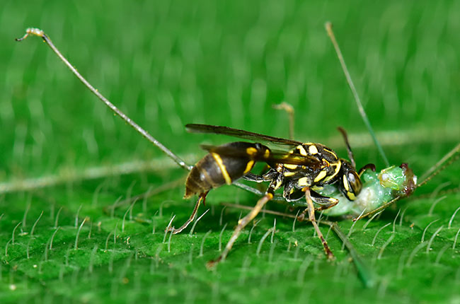 キリギリスの仲間の幼虫を捕らえたハチ