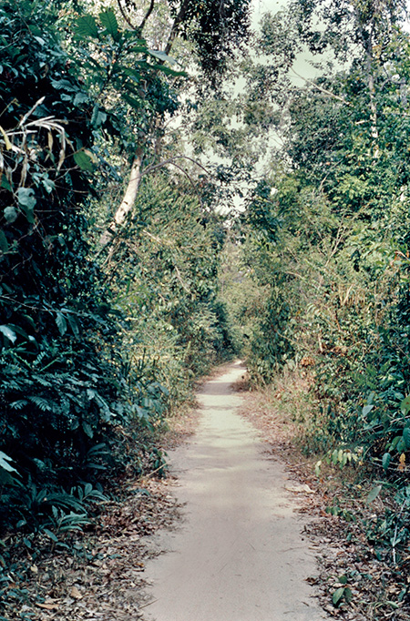 ランカウィ島北岸の小道1969