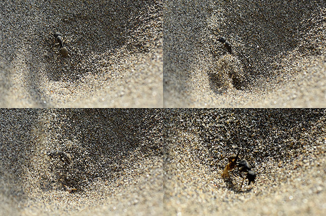 アリに砂をかけるアリジゴク