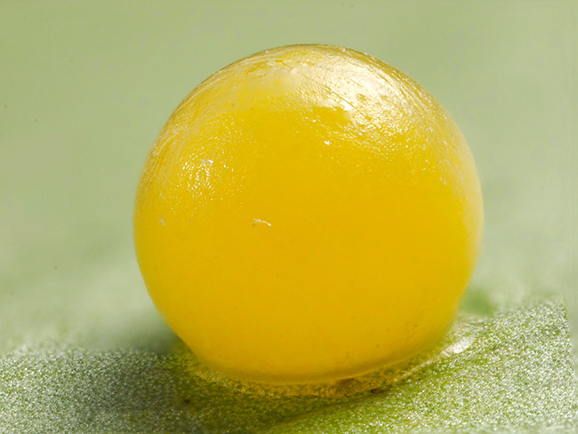 ナガサキアゲハの卵　