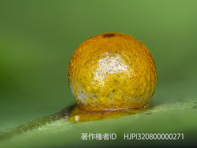 ヘレナキシタアゲハの卵