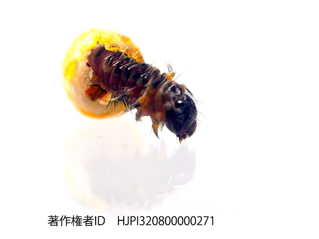 卵から孵化するヘレナキシタアゲハの幼虫
