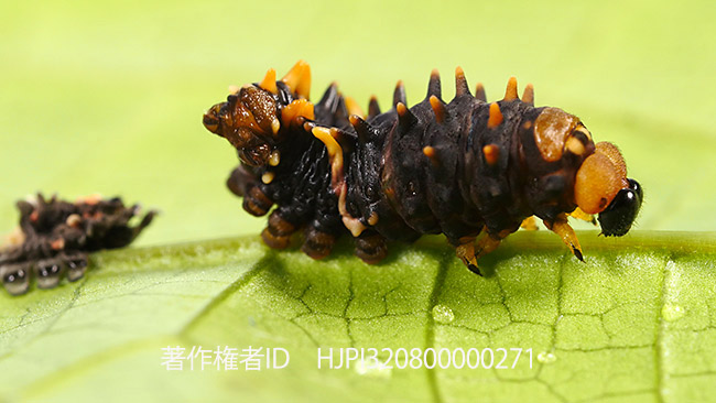 ヘレナキシタアゲハの幼虫脱皮